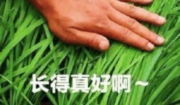 爆料假割韭菜视频,揭秘网络骗局背后的真相